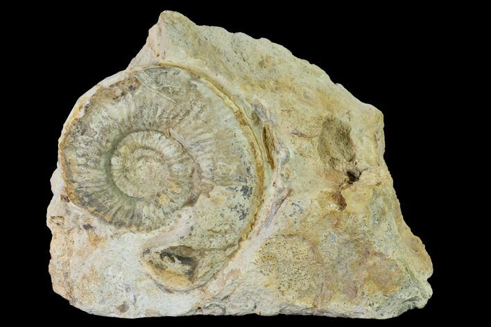 Bathonian Ammonite (Perisphinctes) Fossil - France #152737